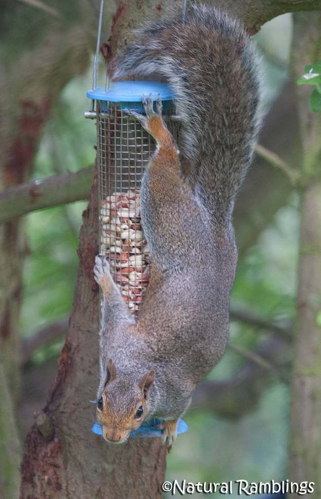 squirrel-feeder1