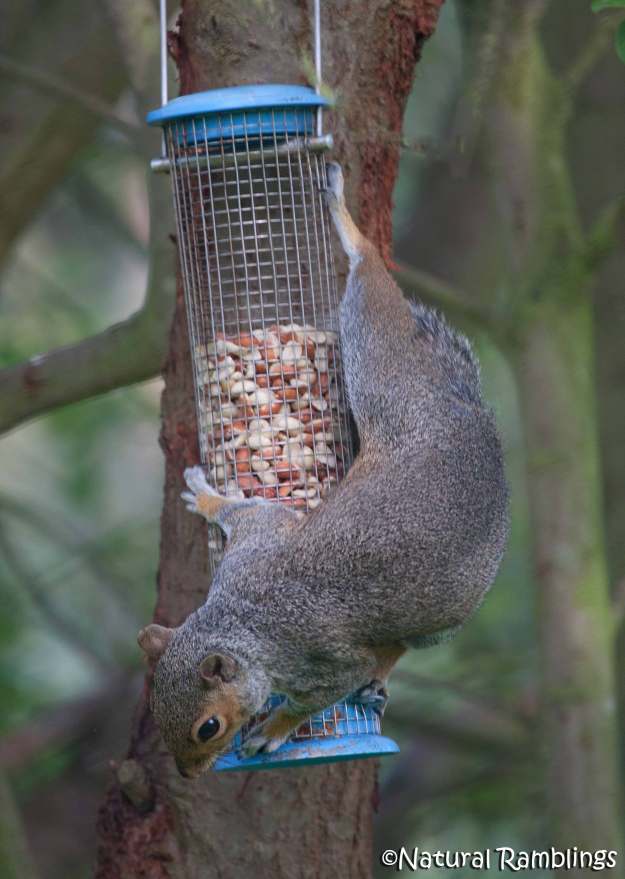 squirrel-feeder2